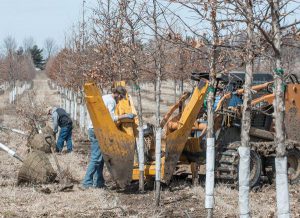 Moore Trees prepares trees for Gifford